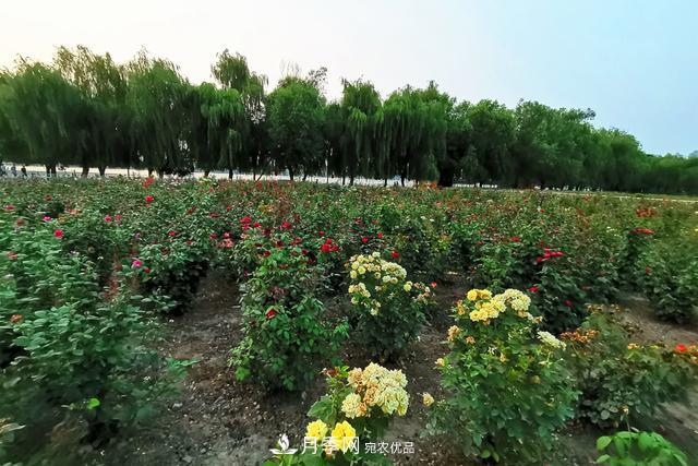 唐山惠豐湖這片月季花海太驚艷，太美了(圖5)