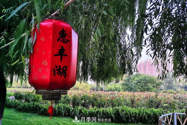 唐山惠豐湖這片月季花海太驚艷，太美了(圖7)