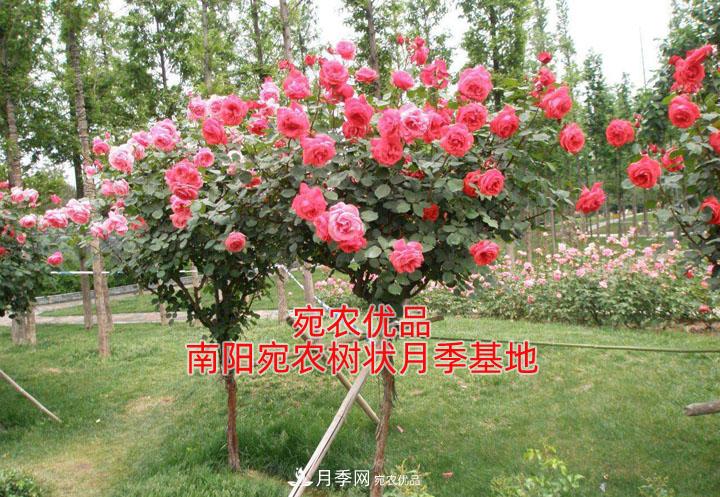 為什么樹狀月季開花少得可憐？注意五點(diǎn)(圖1)