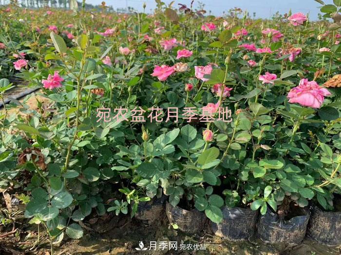 種植盆栽月季花用什么土好？(圖1)