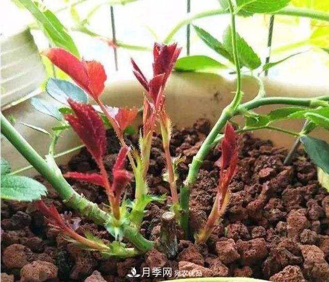 如何讓月季新芽多？4招“促芽”方法，秋天再來一大波(圖2)