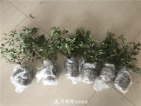 種植時間，月季苗什么季節(jié)種好？夏天能移栽月季苗么？(圖2)