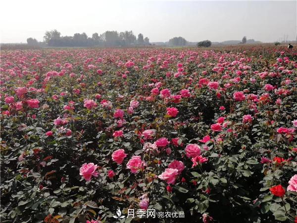 種植時間，月季苗什么季節(jié)種好？夏天能移栽月季苗么？(圖4)