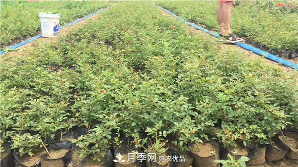 種植時間，月季苗什么季節(jié)種好？夏天能移栽月季苗么？(圖3)