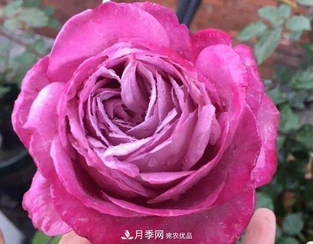 月季花什么品種好看？9大驚艷花友的月季品種(圖3)