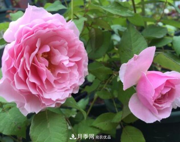 月季花什么品種好看？9大驚艷花友的月季品種(圖6)