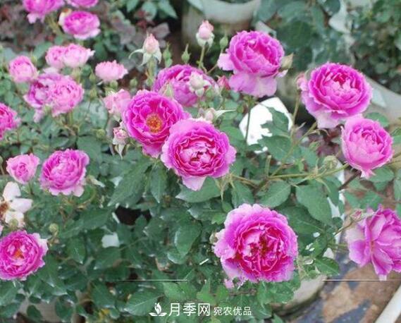 月季花什么品種好看？9大驚艷花友的月季品種(圖8)