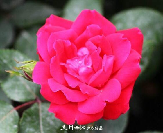 月季花什么品種好看？9大驚艷花友的月季品種(圖9)