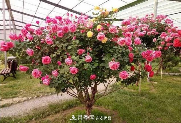 山東聊城種植月季樹效益好(圖1)