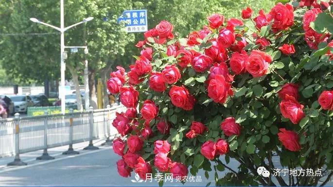 山東濟寧街頭月季花開正艷 芳香怡人(圖1)