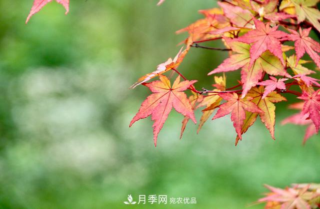 區(qū)別紅楓和雞爪槭，帶你認(rèn)識彩葉苗木雞爪槭(qì)(圖4)