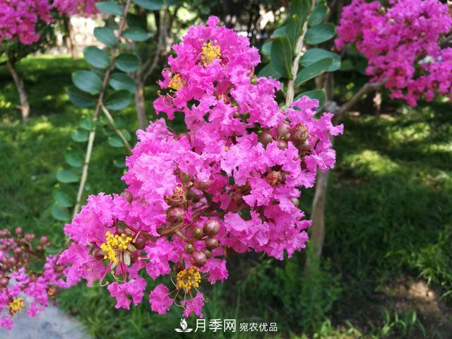 1棵紫薇開花1000朵，花期達100天，人稱“百日紅”，能活100年(圖3)