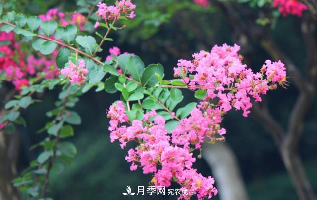 1棵紫薇開花1000朵，花期達100天，人稱“百日紅”，能活100年(圖5)