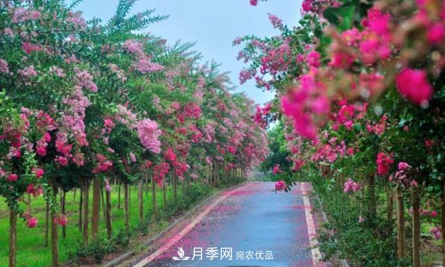 1棵紫薇開花1000朵，花期達100天，人稱“百日紅”，能活100年(圖4)