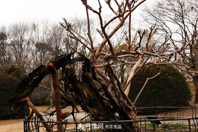 1棵紫薇開花1000朵，花期達100天，人稱“百日紅”，能活100年(圖7)