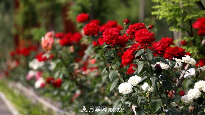 初夏，于山東梁山縣濱河大道邂逅月季花海(圖3)