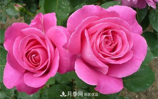 花大、濃香且適合新手栽種的3個(gè)大花月季品種推薦(圖2)