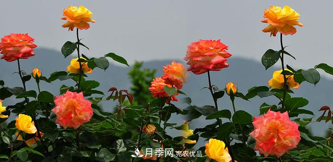 溫度適宜，如何讓城區(qū)景觀道樹狀月季開花多？(圖1)