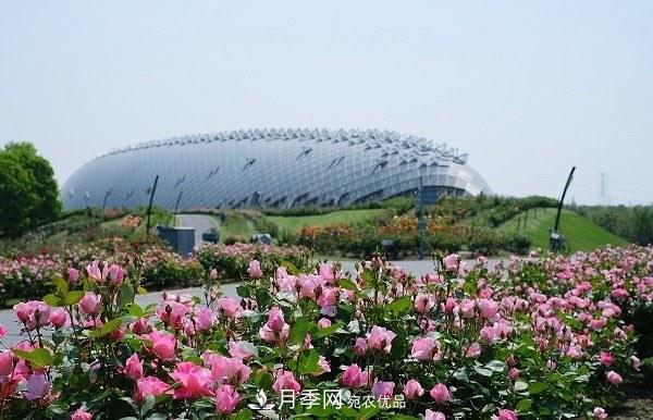 上海辰山植物園月季花海，五一迎來***佳觀賞期(圖2)