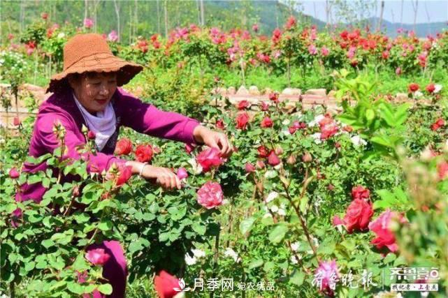 山東淄博沂源60畝月季花競放，美麗產(chǎn)業(yè)助推特色鄉(xiāng)村旅游(圖1)