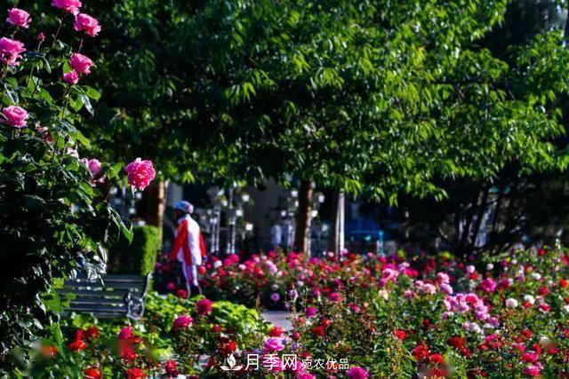 冉冉初夏，河北秦皇島十余處月季花海等你邂逅！(圖2)