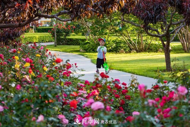 冉冉初夏，河北秦皇島十余處月季花海等你邂逅！(圖1)