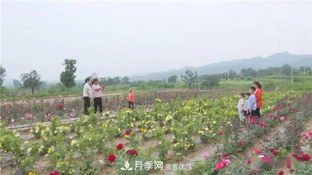 河南安陽林州：到這里來看月季花海(圖4)