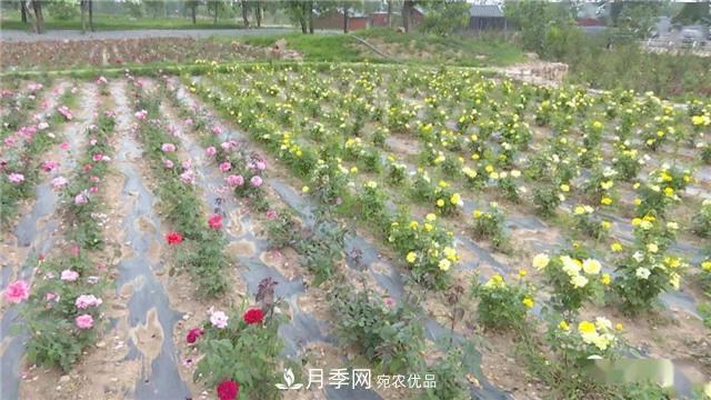 河南安陽林州：到這里來看月季花海(圖7)