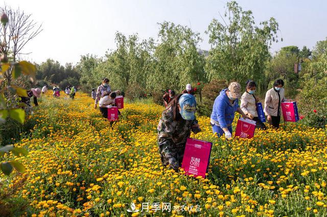 河南許昌鄢陵：花木產(chǎn)業(yè)釋放三產(chǎn)融合發(fā)展新活力(圖5)