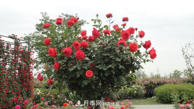 樹(shù)型月季好養(yǎng)嗎？比普通月季花強(qiáng)在哪里？適合家里養(yǎng)嗎(圖1)