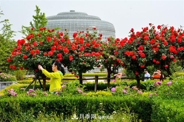 被稱高端月季的樹狀月季到底貴在呢？這三個(gè)方面才是價(jià)格內(nèi)幕！(圖1)