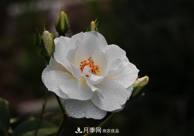 夏天月季不開花，這個(gè)小訣竅讓你年年花朵爆滿盆！(圖1)