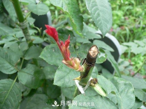 想要多色月季花？一個(gè)方法滿足你(圖2)