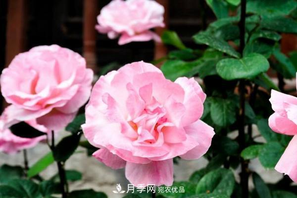 夏季陰雨綿綿，要花命，你的月季還在嗎？(圖2)