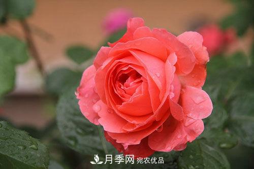 夏季陰雨綿綿，要花命，你的月季還在嗎？(圖3)