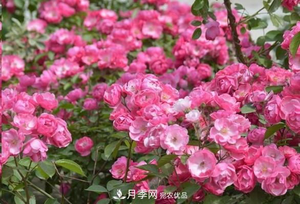 廣東種月季，首選這15個(gè)品種，一年花開10個(gè)月！(圖4)