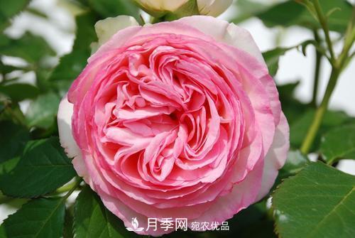 審美觀不同，哪些月季花品種是花友公認必備的？(圖4)