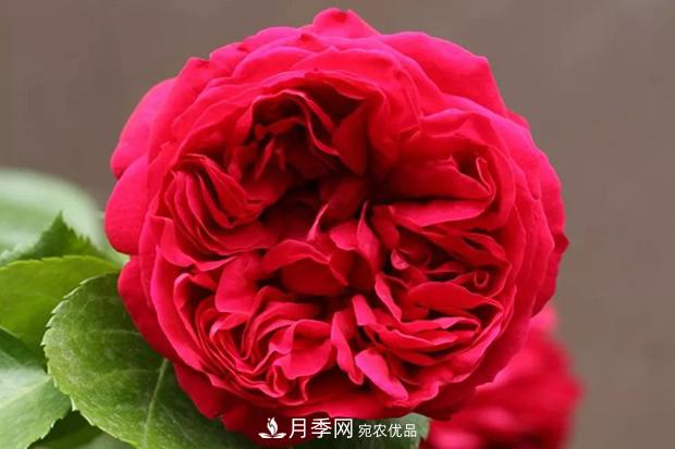 紅色沙龍寶石月季日常如何養(yǎng)護管理？(圖1)