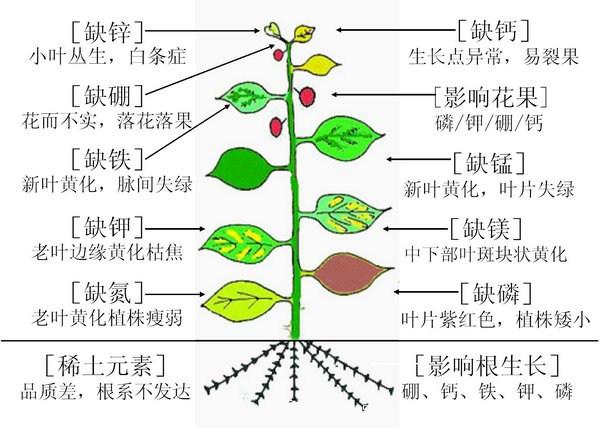 月季缺肥的表現(xiàn)以及處理方法(圖2)