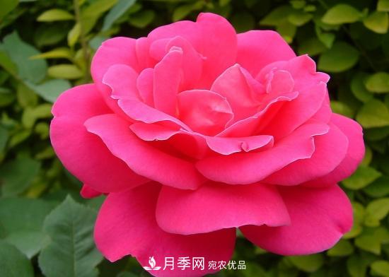 月季開花天數(shù)為何長短不一？月季花期分析(圖1)