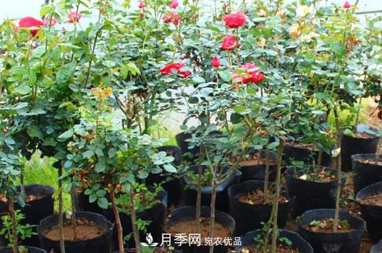 綠化種植后，月季樹還會長粗嗎？(圖2)