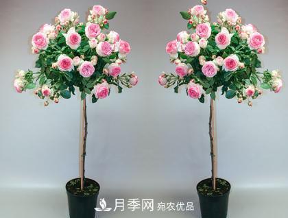 用野生薔薇嫁接灌木月季，能不能養(yǎng)成樹狀月季？(圖2)