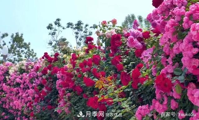 來山東聊城九州洼月季公園，邂逅璀璨月季花海(圖5)