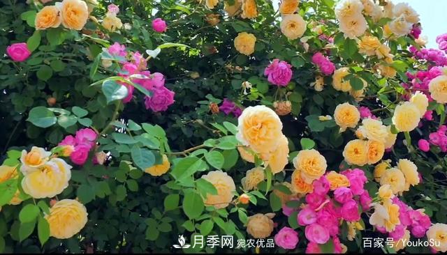 來山東聊城九州洼月季公園，邂逅璀璨月季花海(圖6)