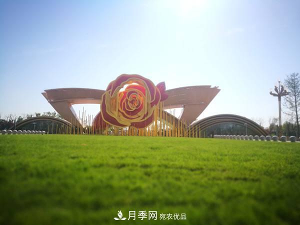 月季名園：聊城九州洼月季公園(圖3)