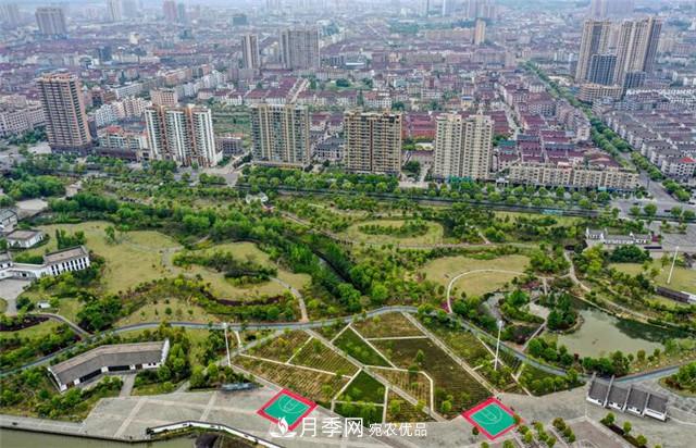 浙江東陽(yáng)8萬(wàn)株月季花開(kāi)城市公園添新景(圖集)(圖2)