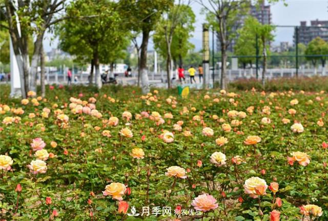 浙江東陽(yáng)8萬(wàn)株月季花開(kāi)城市公園添新景(圖集)(圖4)