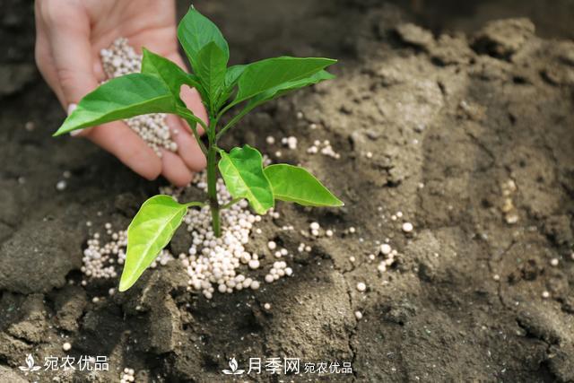 苗木種植成活率控制技術(shù)，及種植前的準(zhǔn)備工作(圖6)