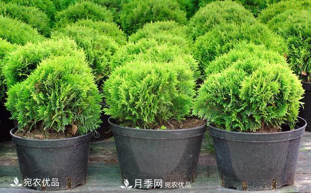 苗木種植成活率控制技術(shù)，及種植前的準(zhǔn)備工作(圖3)