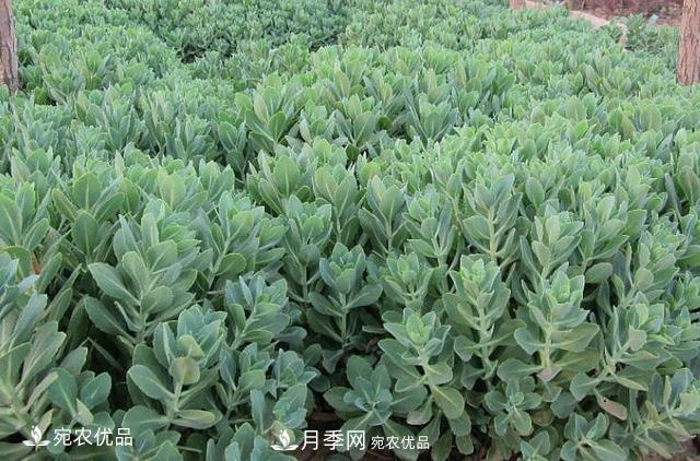 苗木種植成活率控制技術(shù)，及種植前的準(zhǔn)備工作(圖1)